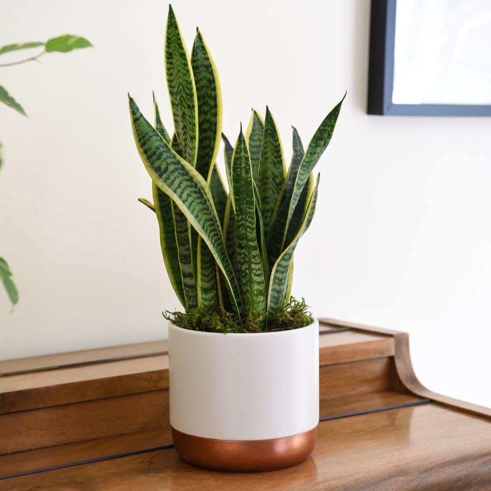 Sansevieria trifasciata - Mother-in-Law's Tongue Succulent Plant with Gold Variegated Edges | Easy Care Indoor Houseplant for Air Purification - 1x 19cm Pot Plant & incredifeed by Thompson & Morgan