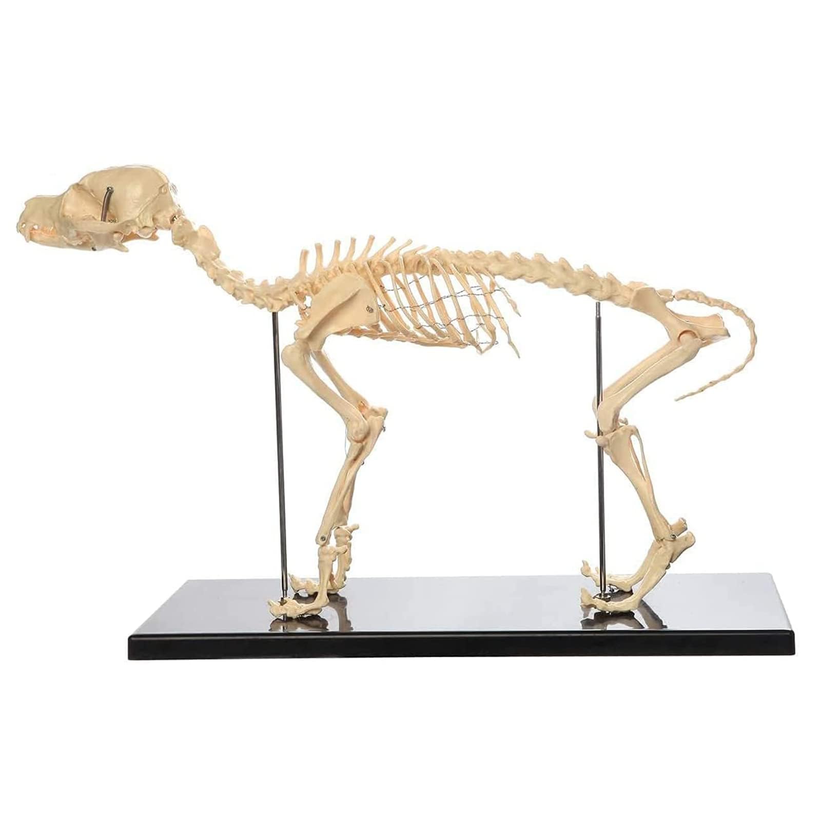 model anatomiczny, Model kości szkieletu psa, nauczania anatomii zwierząt psów, szkielet z PVC, anatomiczny dla biologii człowieka, weterynaryjne narzędzie demonstracyjne