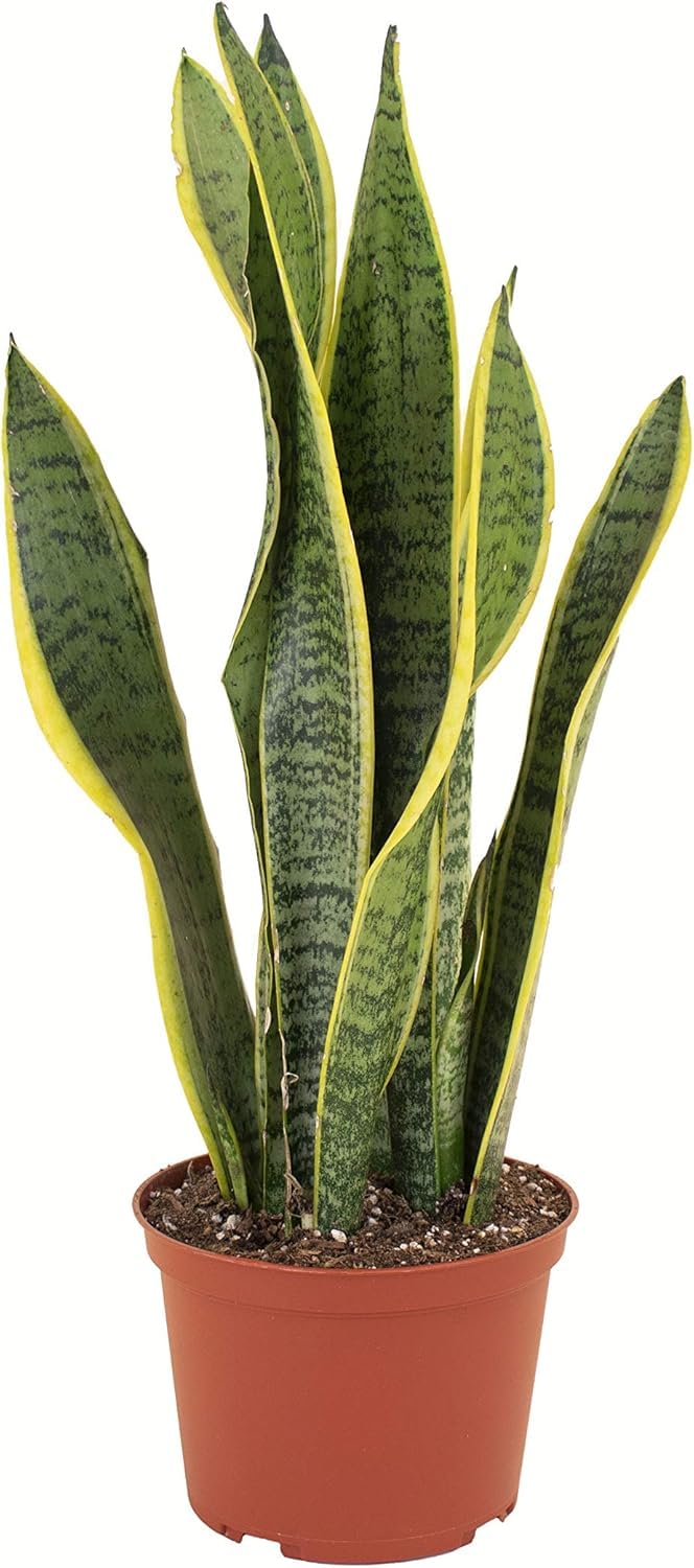 Shop Succulents Snake Plant Sansevieria Laurentii in 6 Inch Nursery Pot