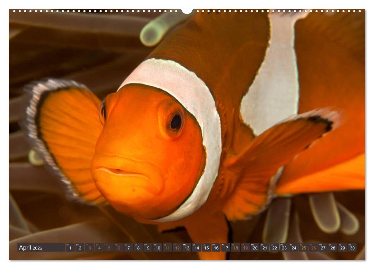 Tauchen, Fische und Meer (hochwertiger Premium Wandkalender 2026 DIN A2 quer), Kunstdruck in Hochglanz: Unterwasserimpressionen