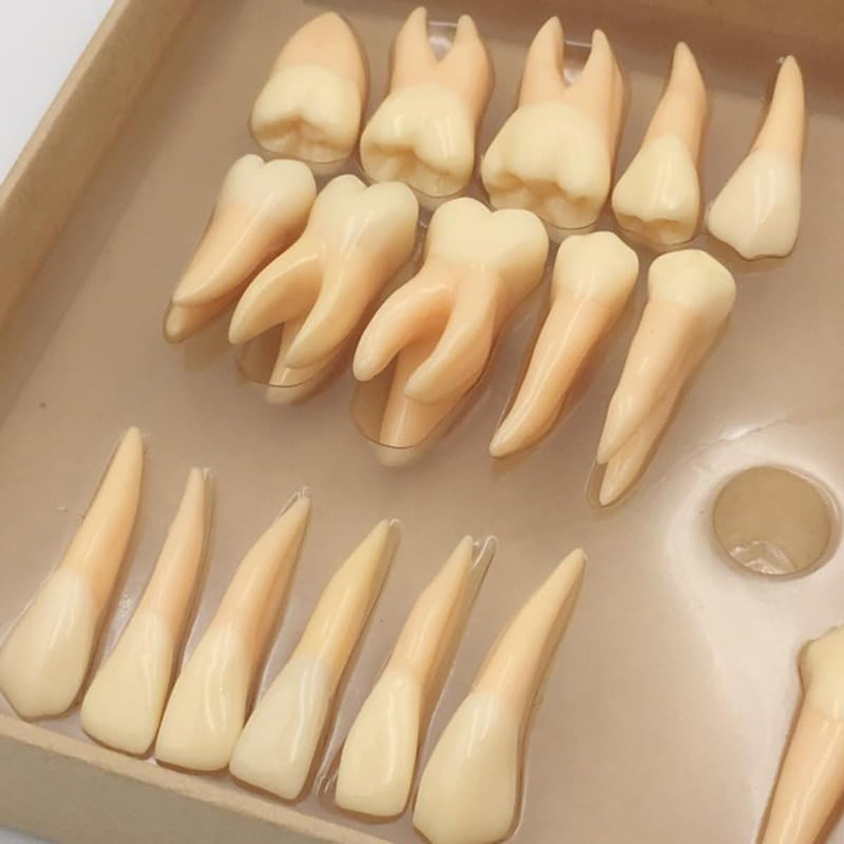 Model zębów stałych, 32 szt., żywica dentystyczna, edukacyjne, demonstracyjne, narzędzie do nauki i nauki anatomii zębów