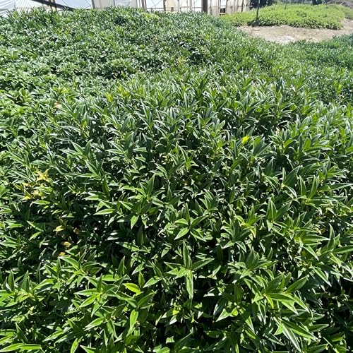 Fragrant Sweet Box Sarcococca, Evergreen Shrub Plant (1 Gallon/Potted/Single Plant)