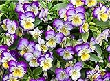 100 Viola Johnny Jump-Up Flower Seeds, Heartsease, Purple-Yellow, Blooms Heavily, Self-Seeding Biennial, Beautiful, Decorative, Viola x williamsiana, from USA
