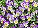 100+ Viola Johnny Jump-Up Flower Seeds, Heartsease, Purple-Yellow, Blooms Heavily, Self-seeding Biennial, Beautiful, Decorative! From USA