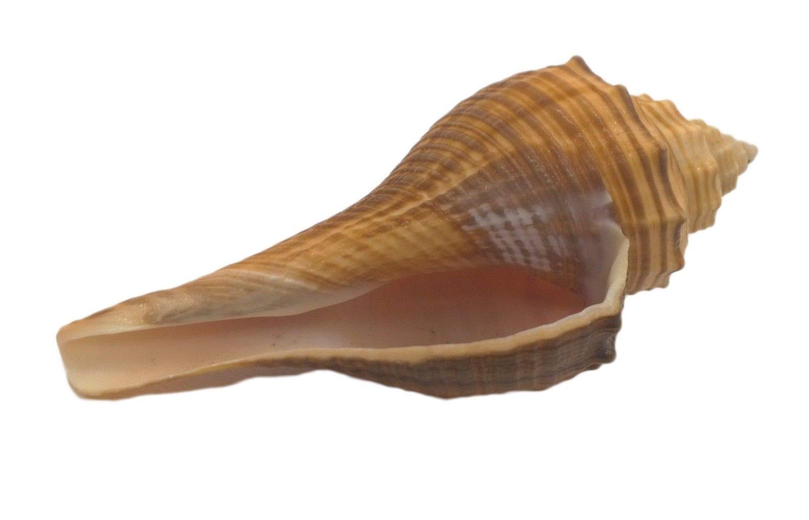 ATK SEASHELLS"CONCH SHELLS" DSE009