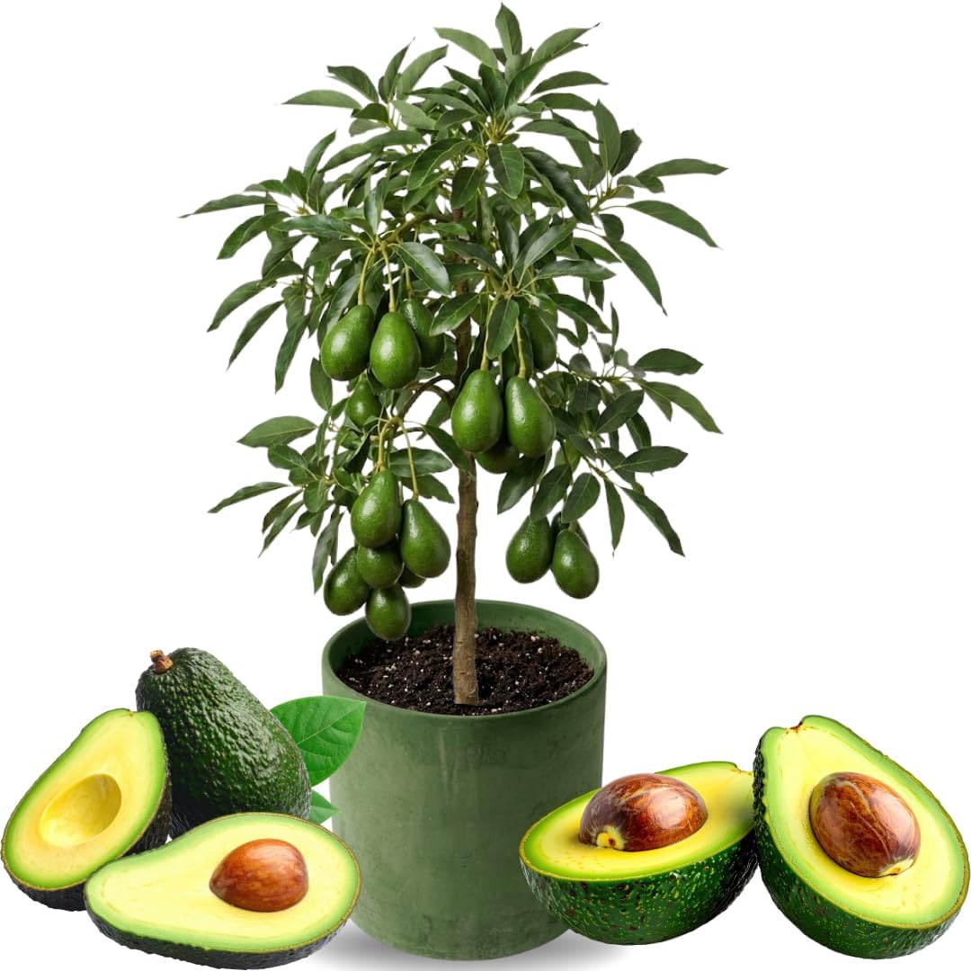 3 Gallon Big Avocado Tree Live Plant, 1-2 Ft Well Rooted, Ready to Bear Fruit, 2 Years Old Live Avocado Tree Plant Grafted (HASS)