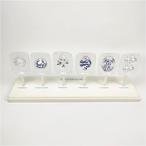 Biological Cell Models, Animal Cell Meiosis Model, 12 Parts Medical Science Anatomy Cell and Mitosis Model Set, for Biology Science Education Demonstration, Lab Supplies