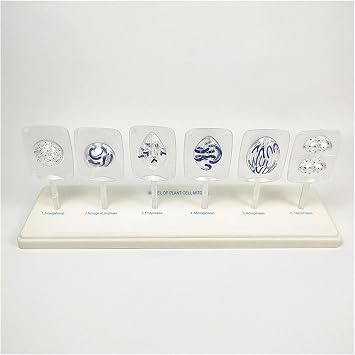 Biological Cell Models, Animal Cell Meiosis Model, 12 Parts Medical Science Anatomy Cell and Mitosis Model Set, for Biology Science Education Demonstration, Lab Supplies