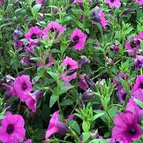 Petunia- selvatici Violacea- 100 semi - 50% di sconto vendita