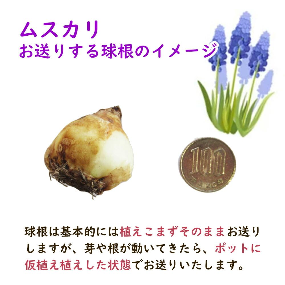 Amazon.co.jp: 選べる「 ムスカリ 球根 【5球】【 ホワイトマジック