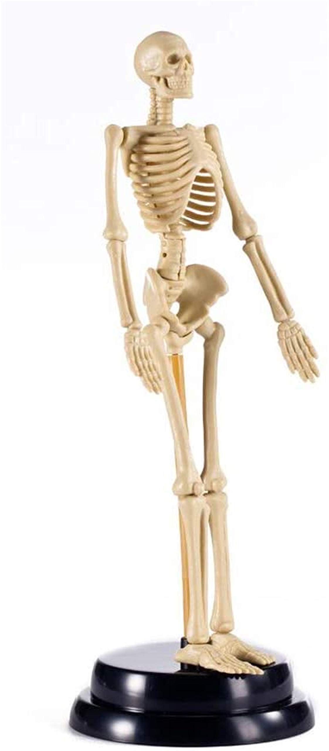 Mini model szkieletu ludzkiego do anatomii, zestaw do montażu szkieletu z PVC o przekątnej 17,7 cala ze stojakiem, narzędzie do nauczania