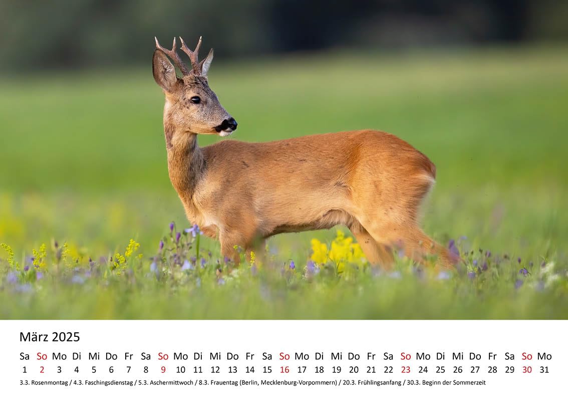 Vista Superior Del Calendario Lunar Con Ciervos | Foto Gratis