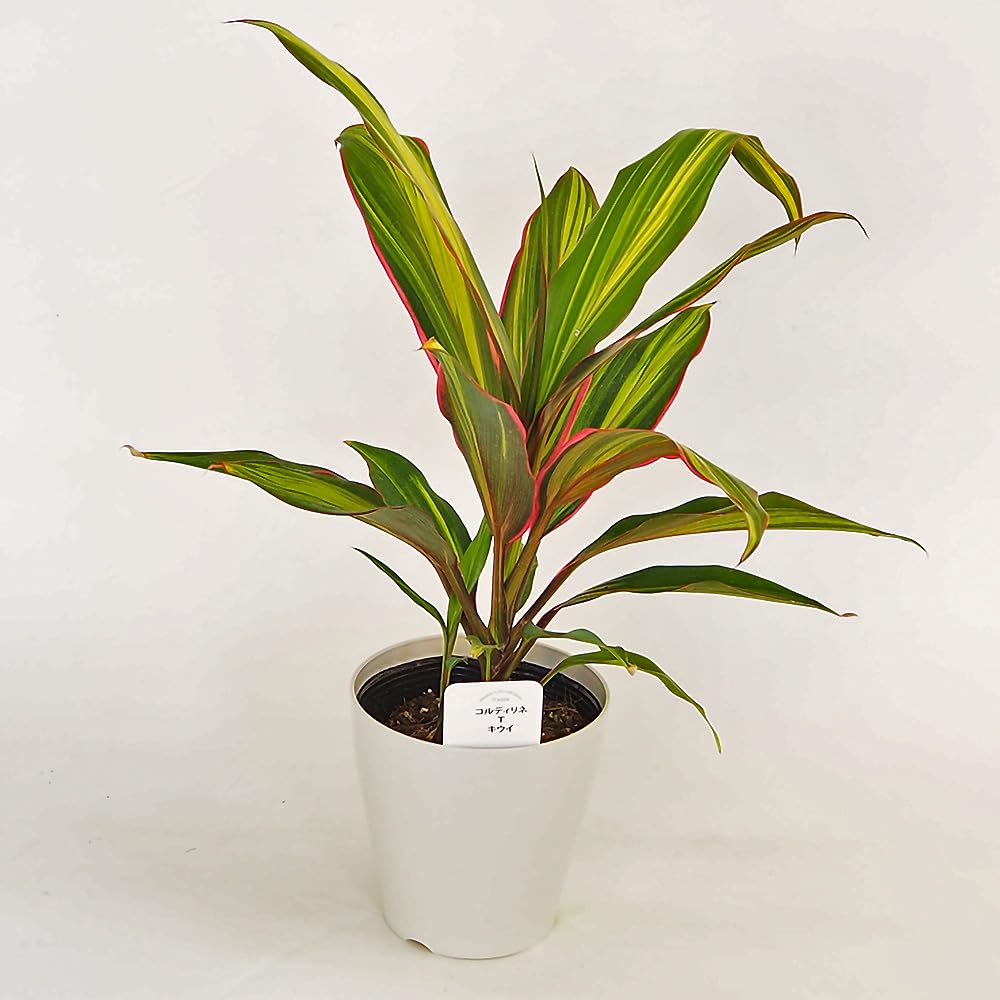 ドラセナキウイ　苗　リュウゼツラン 科　観葉植物　コルジリネ　コルディリネ Amazon.co.jp: ITANSE コルディリネ ターミナリス キウイ 4号 1