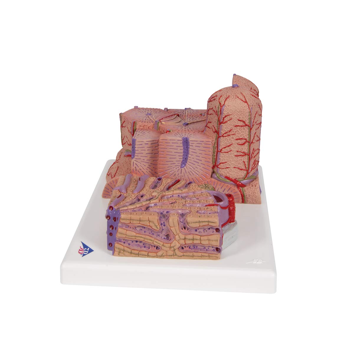 3B Scientific Menschliche Anatomie - 3B MICROanatomy™ Leber + kostenlose Anatomie App - 3B Smart Anatomy