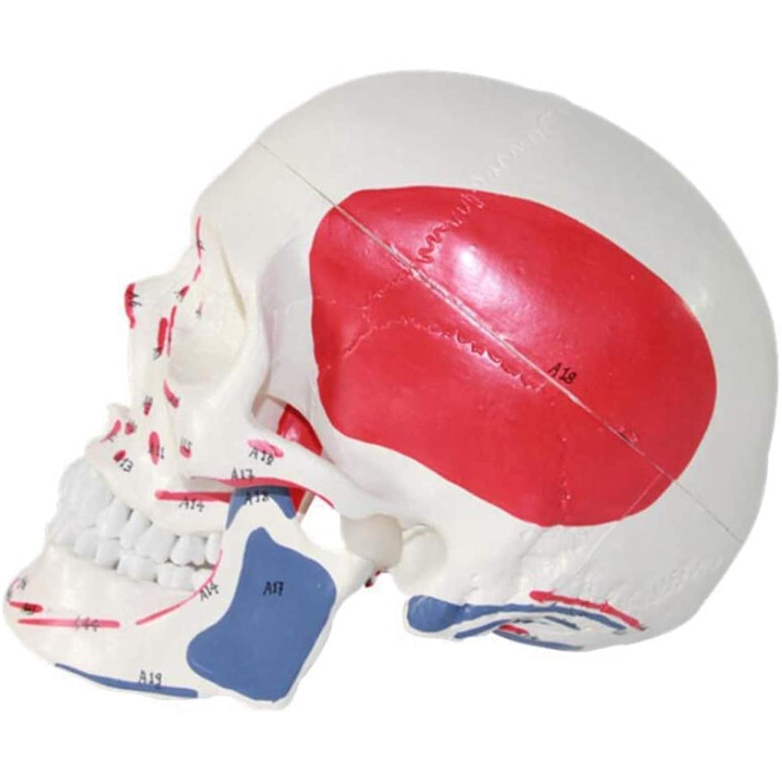 Modelo De Cráneo Desmontable con Numeración Manual Detallada, Modelo De Anatomía Corporal, Modelo De Anatomía Médica A Tamaño Real, Modelo De Cráneo Humano