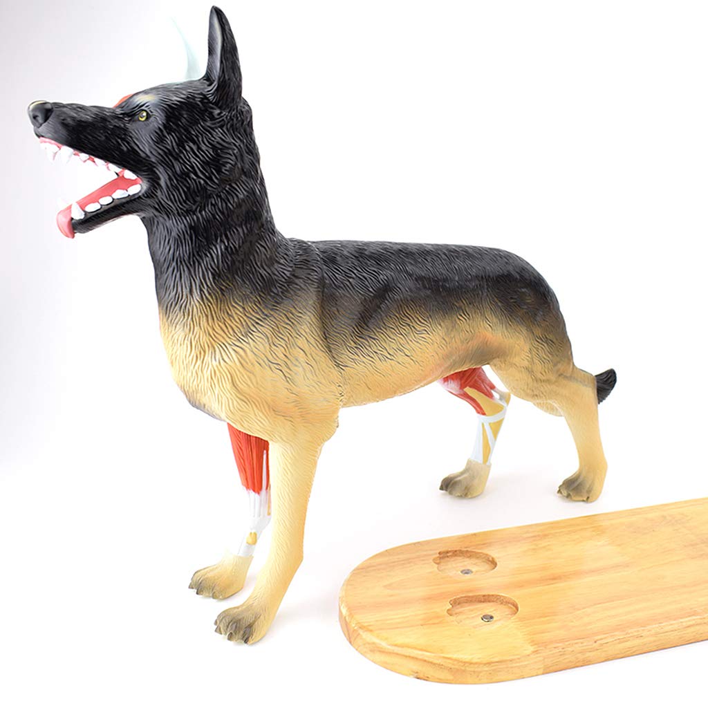 Modelo anatómico de Perro, Tejido Muscular y de órganos, para demostración didáctica o formación Veterinaria en clínicas veterinarias.
