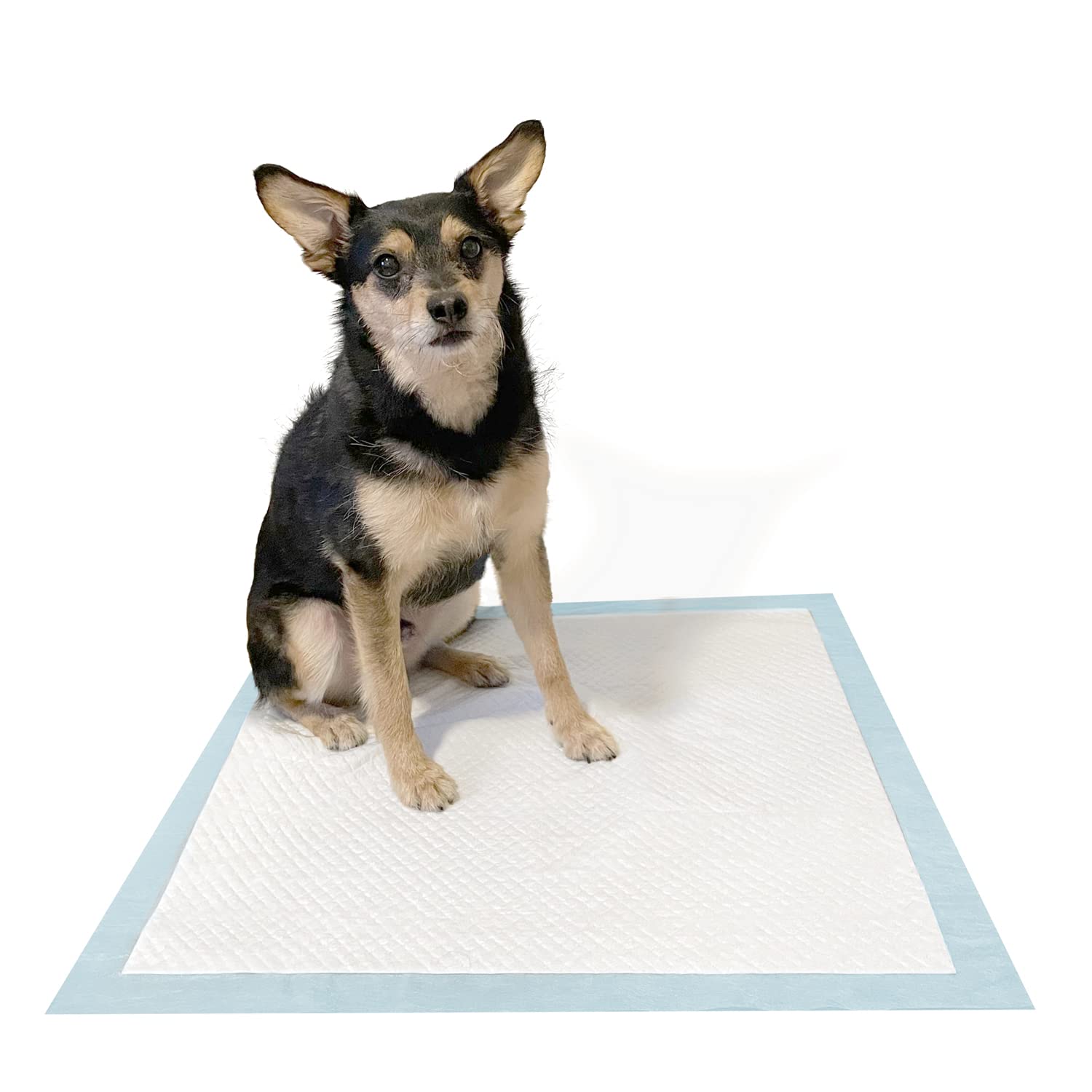What Are The Best Puppy Pee Pads
