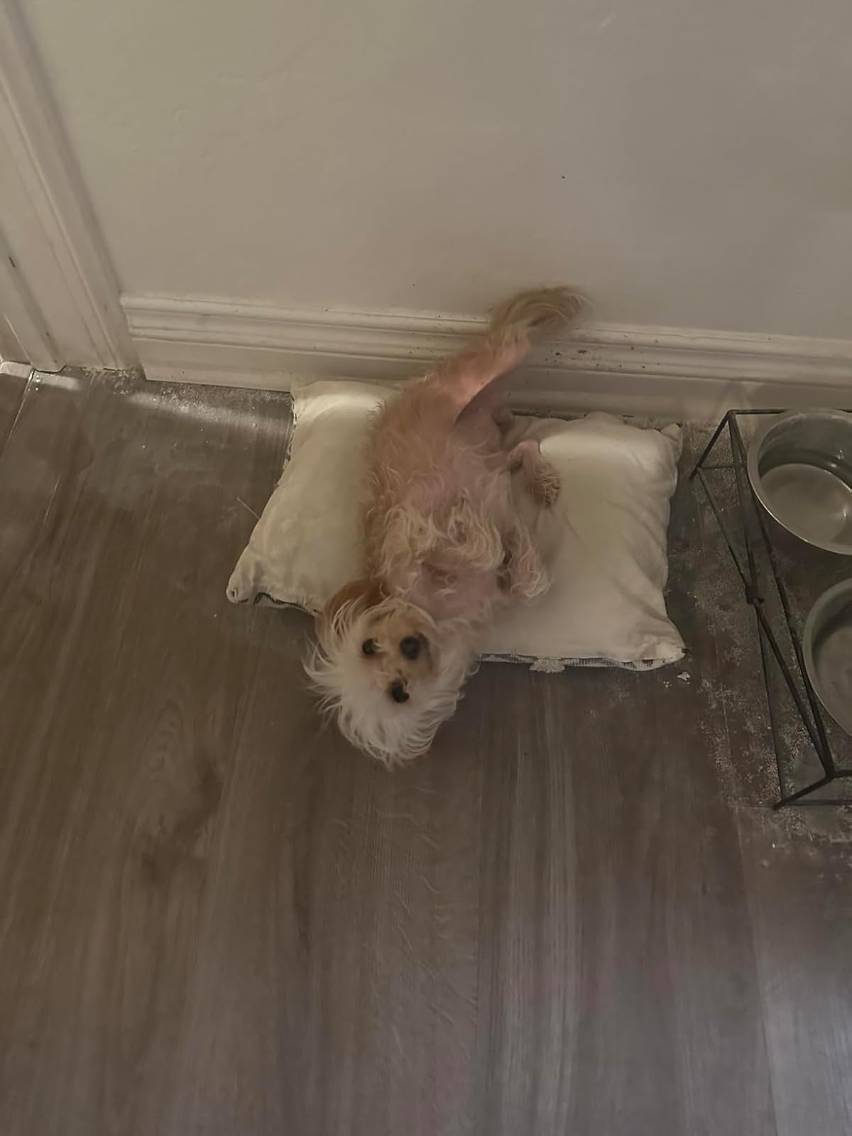 Didn’t work for Fleas