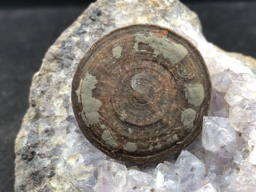 from 350 Million Year Morocco Old Coral Fossils