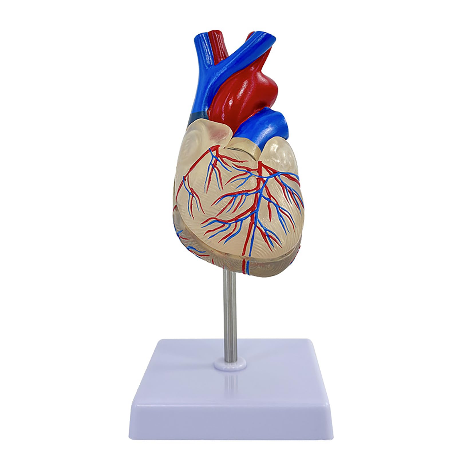 KJMWXOP 1：1 Human Heart Model - Medical Anatomical Model For Students And Professionals, PVC Structure Display