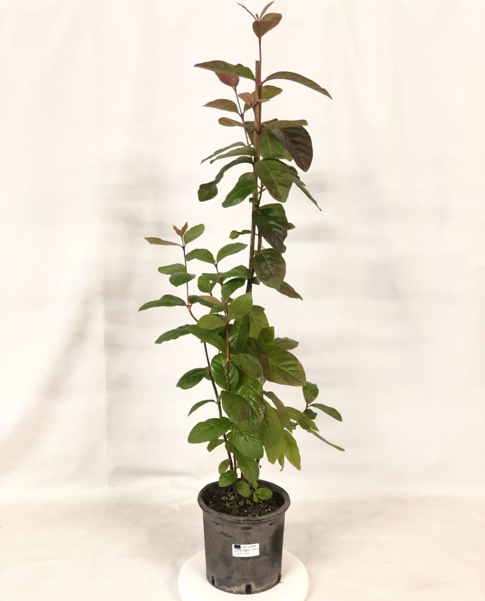 Pianta Di Guava Rossa (Psidium Cattleianum) - Vaso 18 Cm, Altezza 100-120 Cm - Foto 10