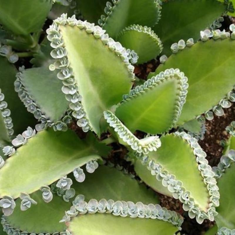 Miniatura 7 de Mother of Ththousands Kalanchoe - Suculenta viva en maceta de 4 pulgadas  Planta de interior de bajo mantenimiento  Ideal para colecciones, regalos