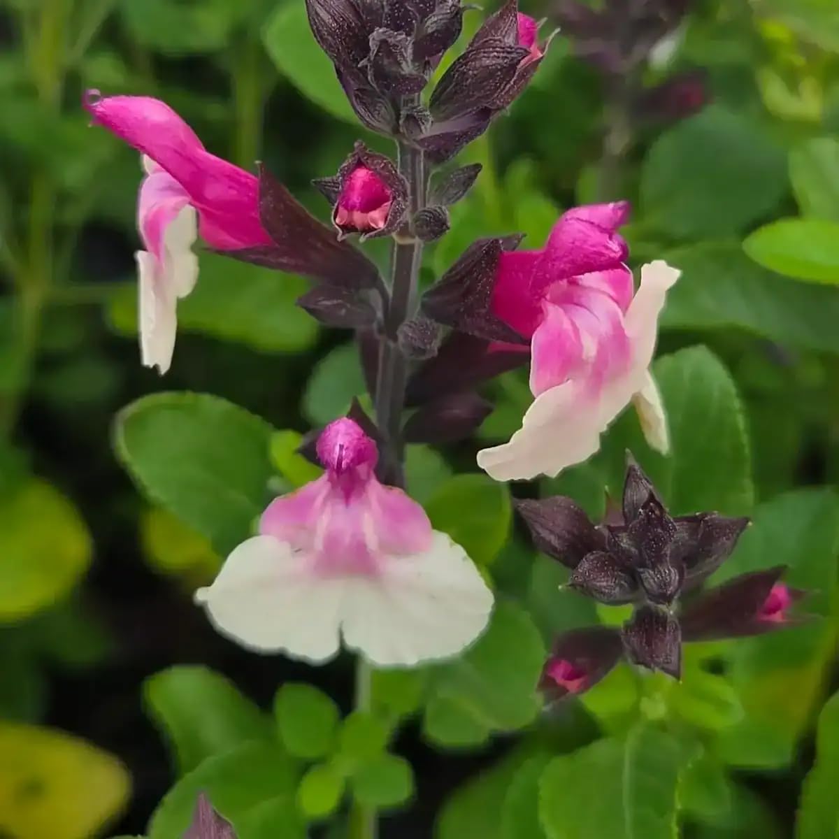 Salvia 'Raspberry Melba' | Salvia that is Ready to Plant Out | Comes Back Every Year Hardy | Flowers from Summer to Autumn Loved by Bees | Middleton Nurseries (P9(9cm))