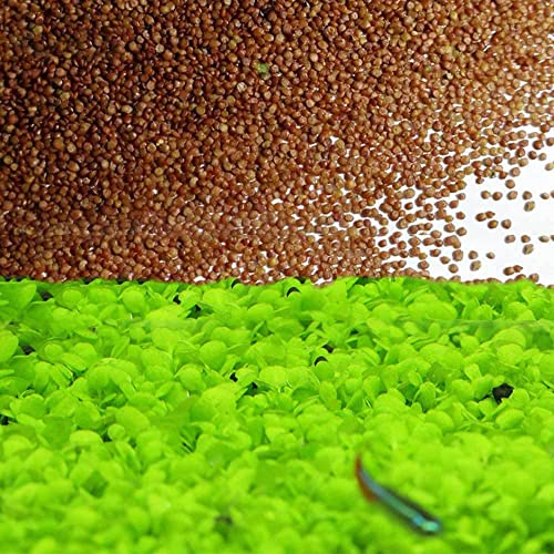 Grass Seeds Fast Growing 10g About 7500Pcs Organic Aquatic Plants Grass Seeds for Fish Tank Aquarium(Small Double Leaves)