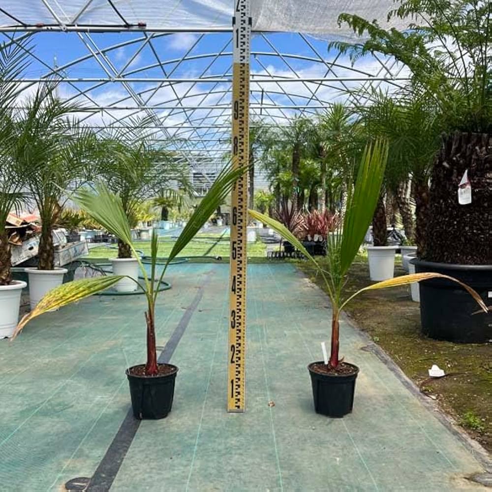 Amazon｜ワシントニア ワシントンヤシ ヤシの木 パームツリー