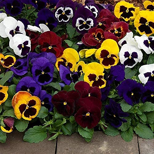 200Pièces graines de pensées mélangées vivaces exotiques fleurs ornementales maison jardin plantation de fleurs brillantes colorées créent de beaux...
