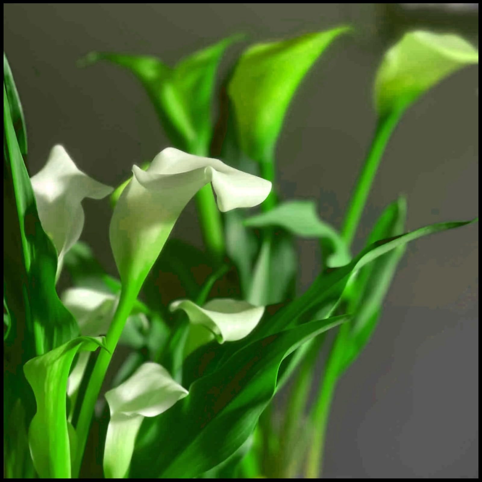 Calla Lily Bulbs for Planting Now UK,Garden Flowers,Hardy Perennial,Plant Bulbs,Cut Flowers,Wedding Flowers,Plant Bulbs,Strong Plants That Grow Well.-6bulbs-A