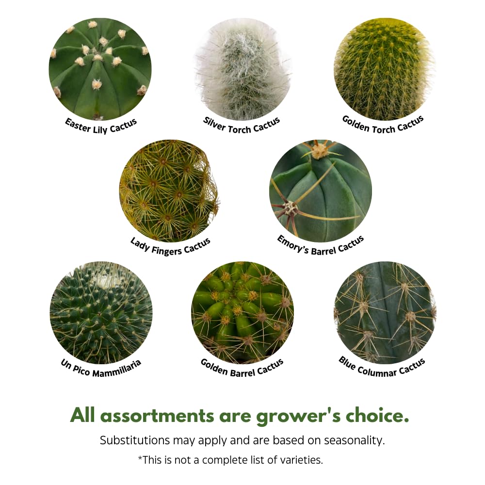 Amazon.com : BubbleBlooms Mini Cacti Assortment, 6 Different Cacti in 2  inch pots, Tiny Cactus Set, Grower's Choice : Patio, Lawn & Garden