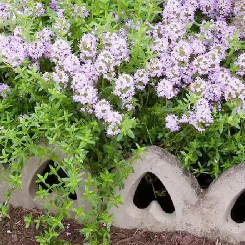 semillas de tomillo cubresuelo - jardín perennes, resistentes 350pcs