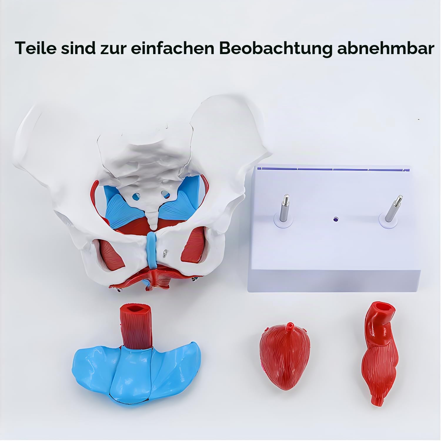 Weibliches beckenmodell, Anatomie Modell mit Abnehmbaren Organen & Halterung, Weibliches Pelvis Medical Educational Modell für Lehr-Lern-Display