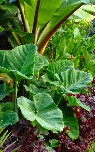 Elephant Ear/Strong Plants That Grow Well/Mix Golden Jade Carving Feels/Crop for Planting Now UK -15bulbs-7