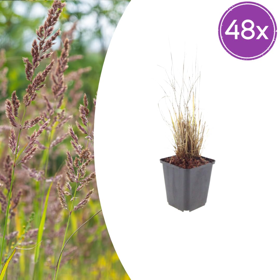Zestaw trawy ozdobnej z Calamagrostis Brachytricha, do ogrodu, zestaw 48 sztuk, 10-25 cm