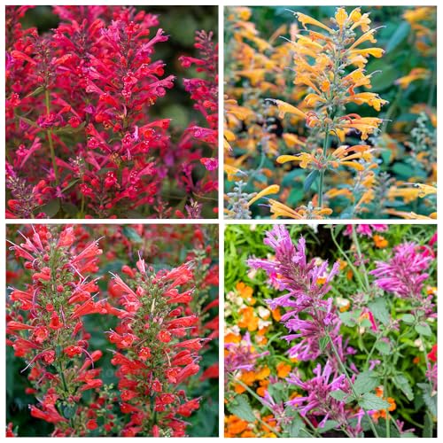 100+ Agastache Seeds for Planting Outdoor-Perennial Hummingbird Mint Herb Plant Attracts Hummingbirds Non-GMO Heirloom