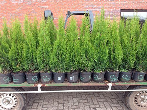 Edel Thuja Smaragd, Lebensbaum Heckenpflanze im Topf gewachsen 80-100cm