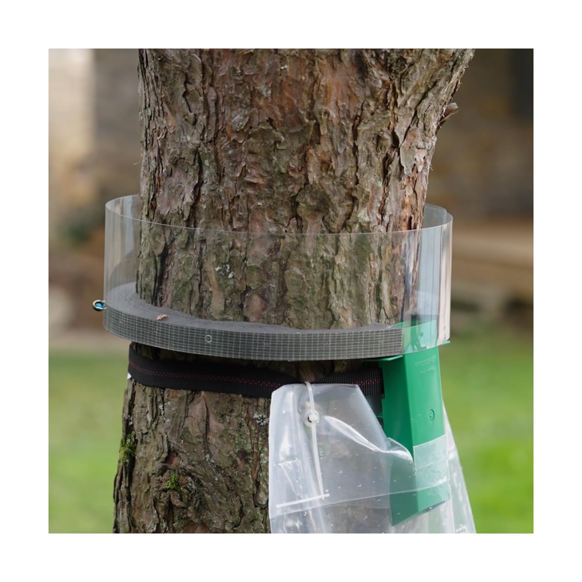 Trappola cingolata processionaria del pino - Circonferenza max. 2,00 m – Installazione semplice, protezione naturale ed efficace