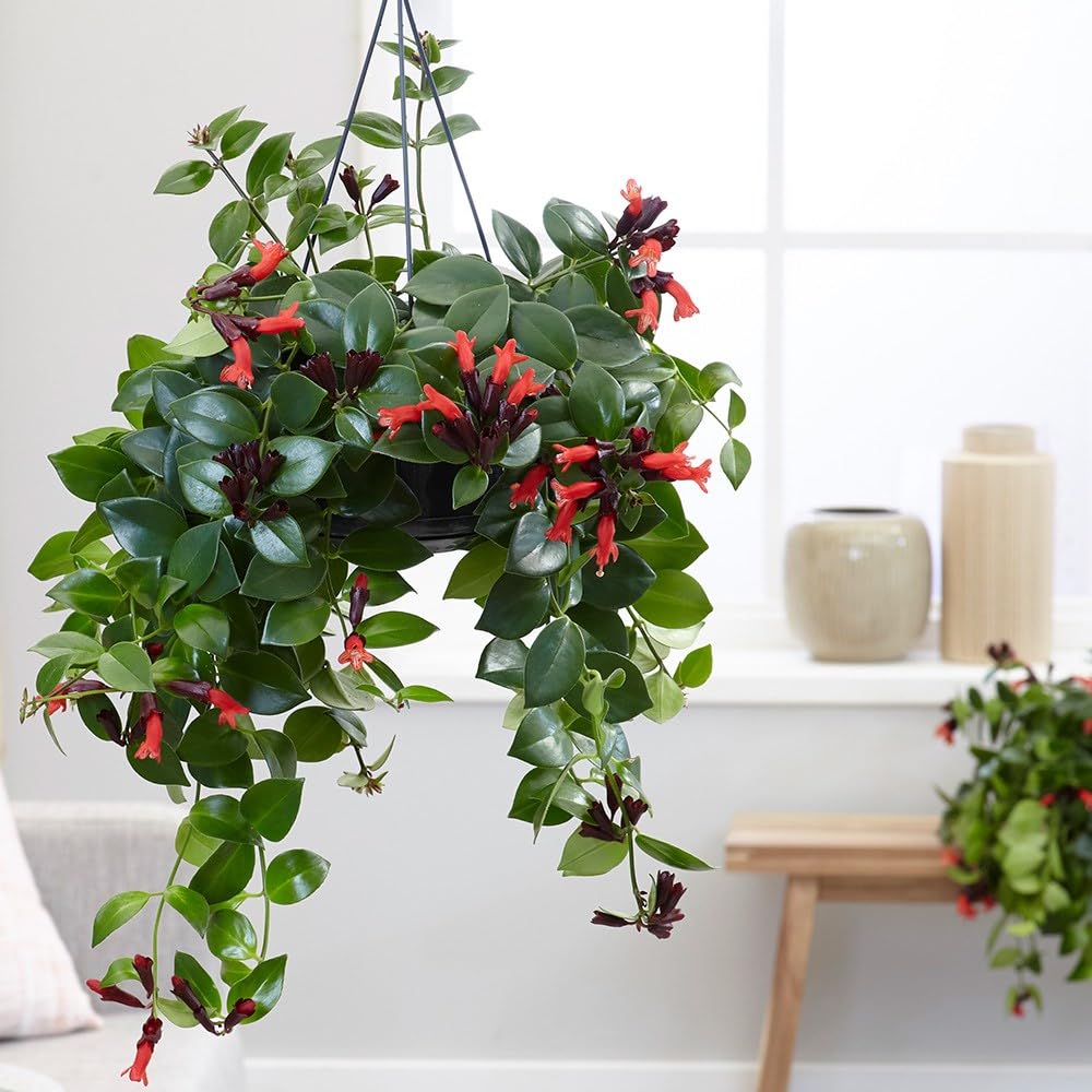 Vivaio Garden Forest Aeschynanthus – Pianta del Rossetto in Vaso 15 cm – Escinanto Ricadente da Interno con Fiori Rossi – Pianta Tropicale da Appartamento Sospesa