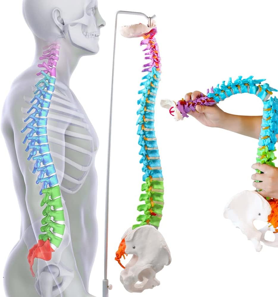 Life Size Human Spine Model Educational Model Spinal Cord Anatomy Model Colored Flexible Spine Anatomical Model with Vertebrae Nerves Arteries Lumbar Column Pelvis for Doctor's