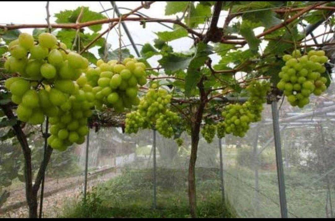 シャインマスカット 苗 3年育成物 丈夫な苗‼️評価見てください 春用 シャインマスカット 苗 3年育成物 丈夫な苗‼️評価見てください シャイン