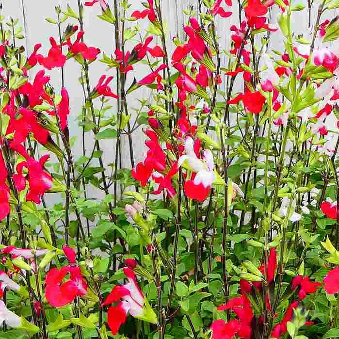 Amazon.co.jp: サルビア ホットリップス 苗 チェリーセージ 赤白 3.5号