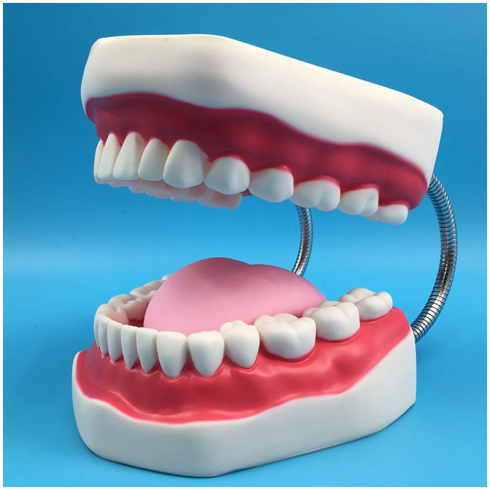 Modello di Studio Anatomico per Tecniche di Spazzolatura Dentale, Aiuto allo Studio per l'Igiene Dentale, Modello Educativo per Studenti e Professionisti