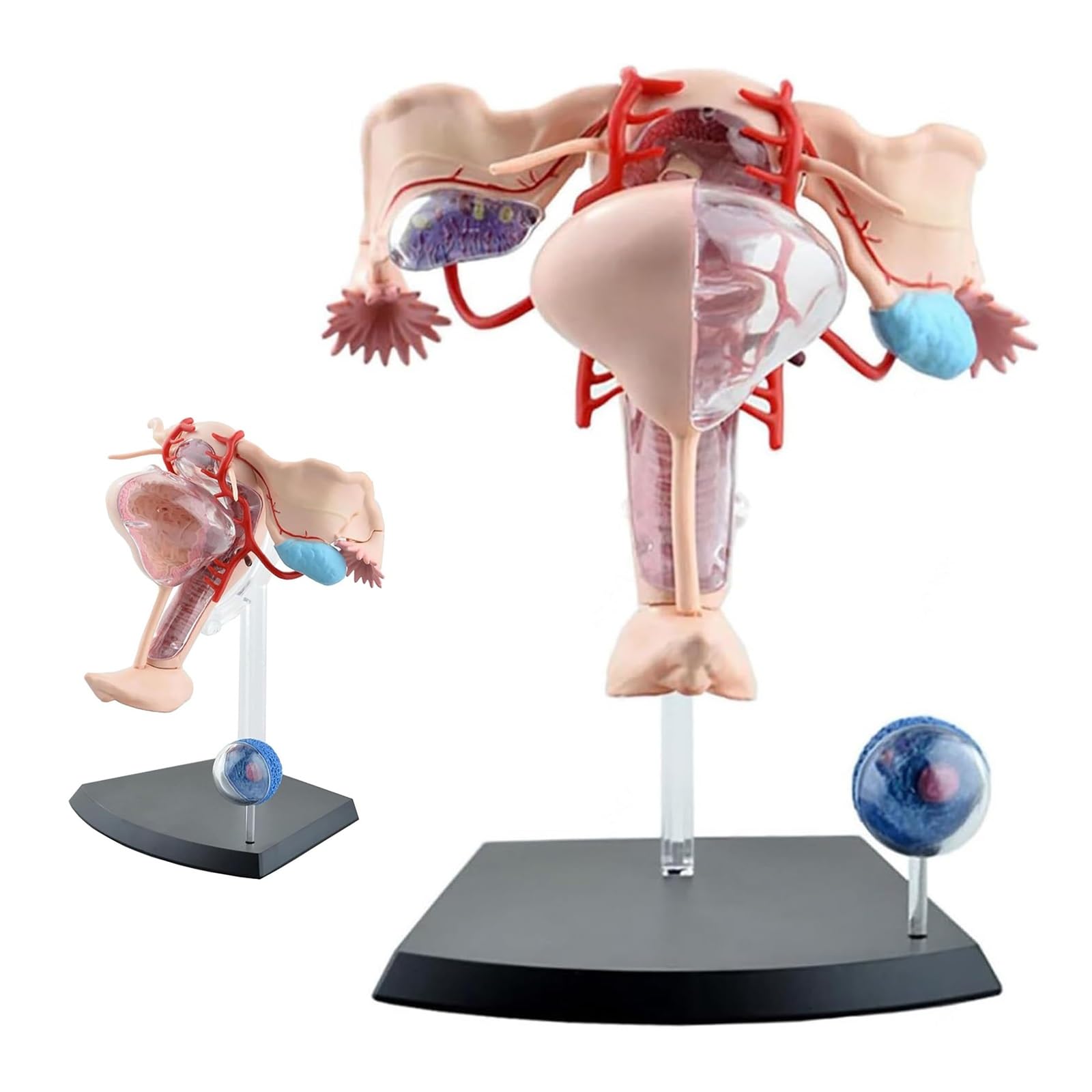 YNIYUJKL 4D Female Reproductive System Anatomical Model - Detachable Uterus, Ovary, And Muscle For Medical Study And Teaching, 19 Parts