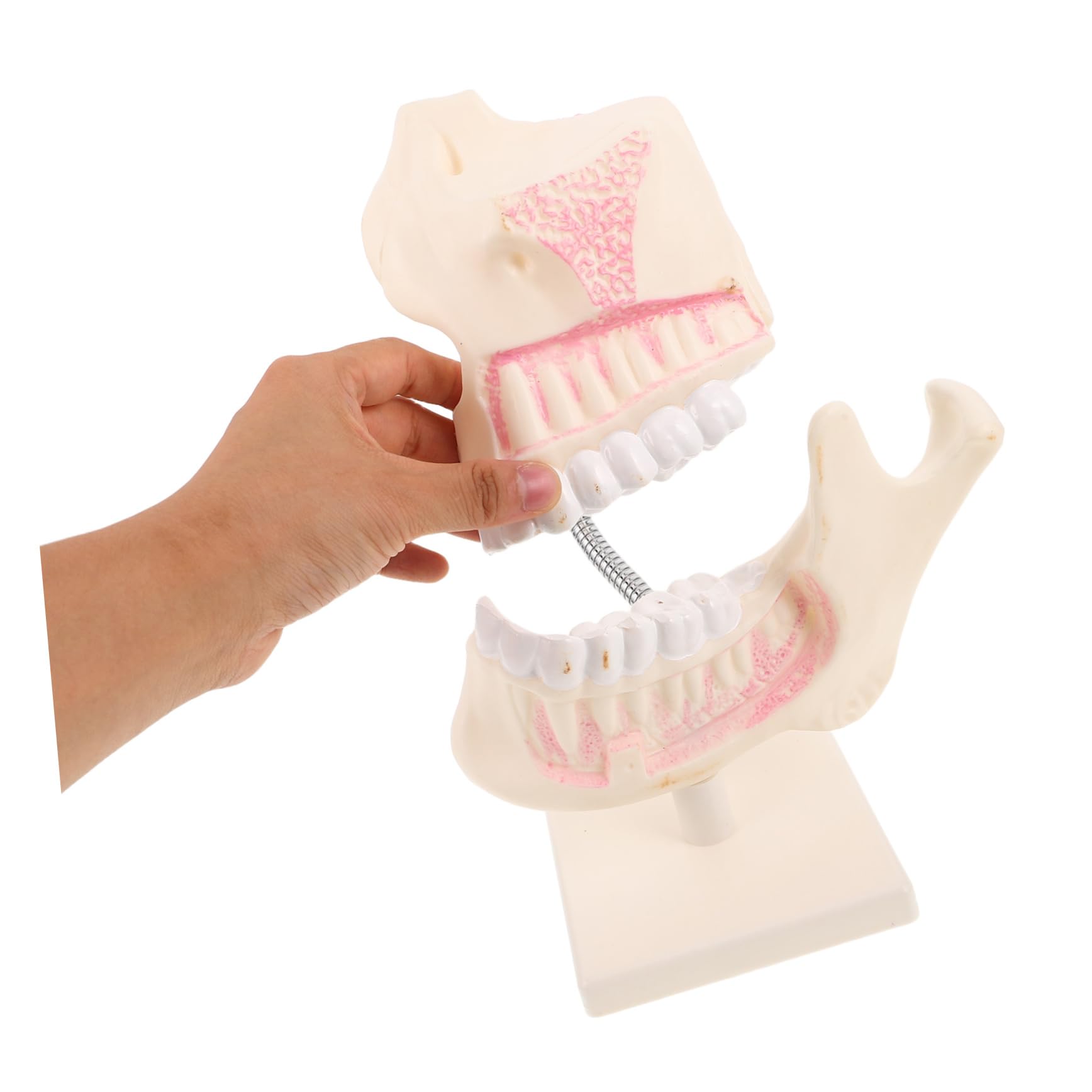 PRETYZOOM Modello di Denti in Plastica per Studio Odontoiatrico Modello Typodont per Pratica Denti Finti per Apprendimento Orale
