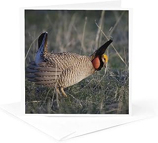 3dRose Greeting Card - Lesser Prairie-Chicken bird, Panhandle, Texas - NA02 RNU0664 - Rolf Nussbaumer - Birds