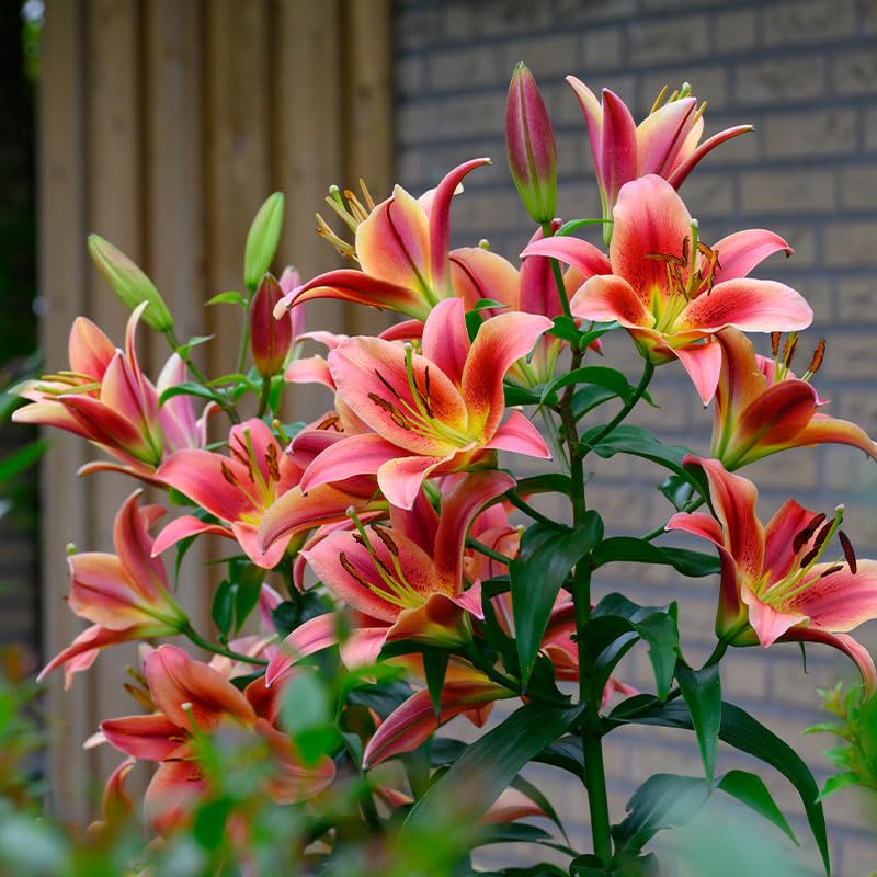 Amazon.com : Montego Bay Orienpet Lilies Flower Bulbs - 3 Lily