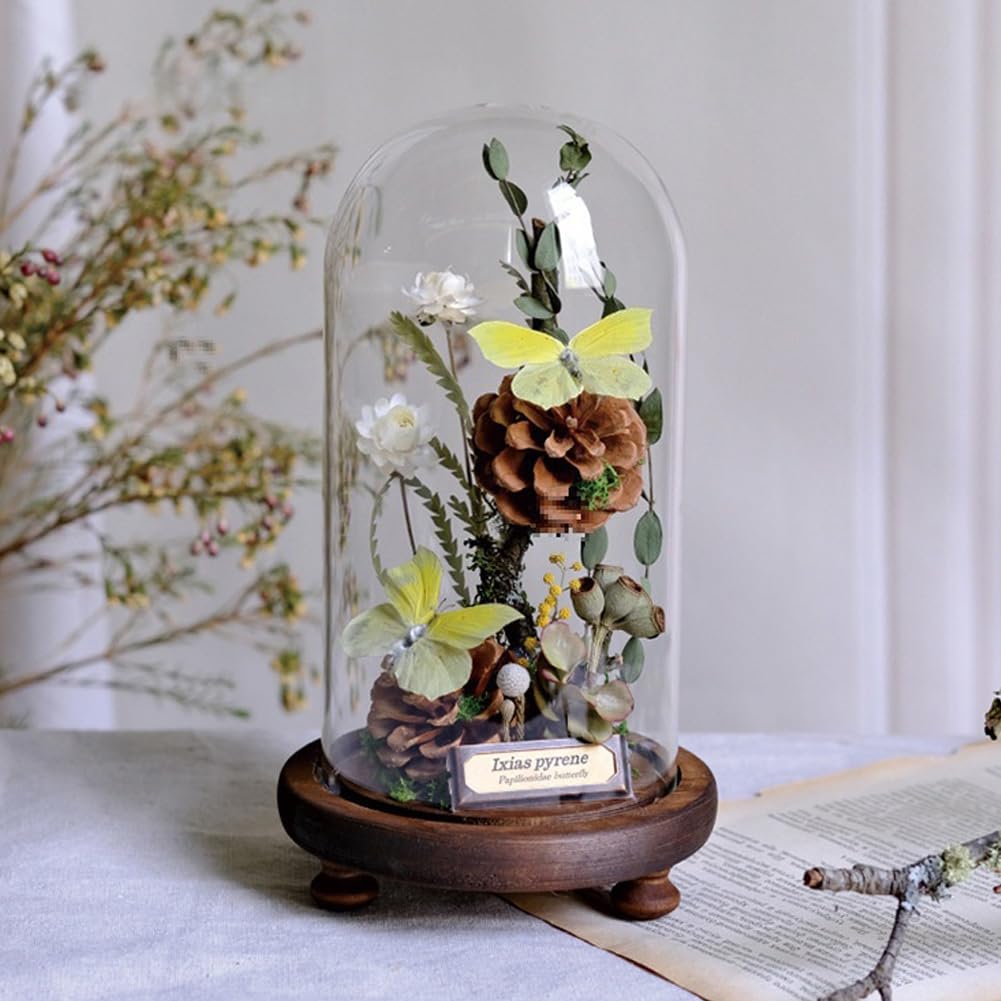 Taxidermy Butterfly with Preserved Flower Plants in Glass Dome 4.7"x7.5", Ideal for Taxidermy Collection, Science Education & Desk Ornament (Double Clouded Yellow Butterflies)