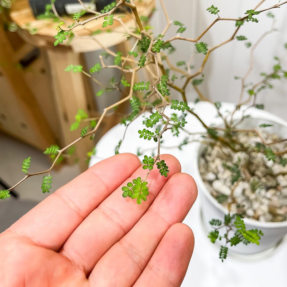 大苗♡メルヘンの木♡ソフォラ♡プロストラータ♡リトルベイビー ♡8寸鉢♡ Amazon｜PLANCHU 観葉植物 メルヘンの木 ソフォラ リトルベイビー 5号